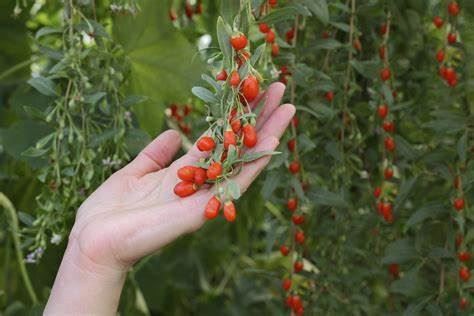Goji Berry Extract Powder ks.jpg