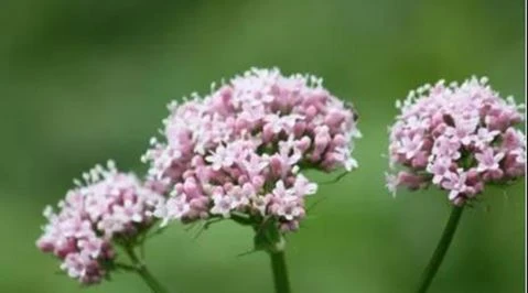 A yw dyfyniad Valerian yn cael effaith ymdawelu?
