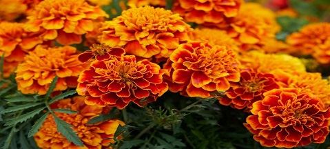 Marigold: Meddygaeth Lysieuol Gwerth Uchel