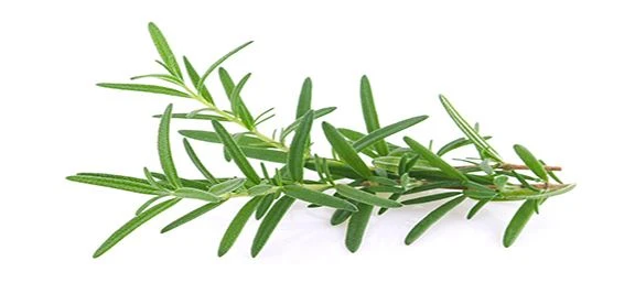 Buddion Detholiad Rosemary